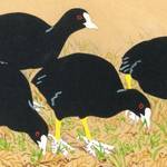 オオバンたちが パクパクパク