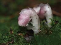 ギンリョウソウ