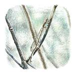 ふゆは むしたち どうしてる？