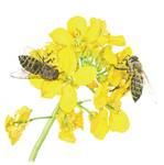 にほんみつばち