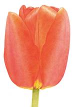 まどのむこうの はな なあに？