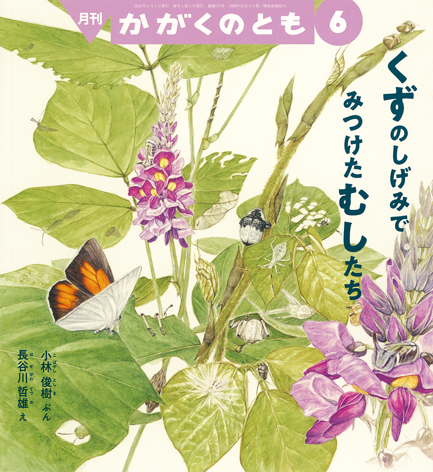 かがくのとも 2020年6月号『くずのしげみで みつけた むしたち』