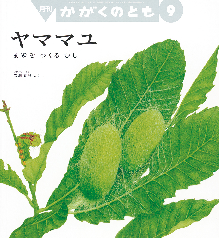 かがくのとも 2020年9月号『ヤママユ』