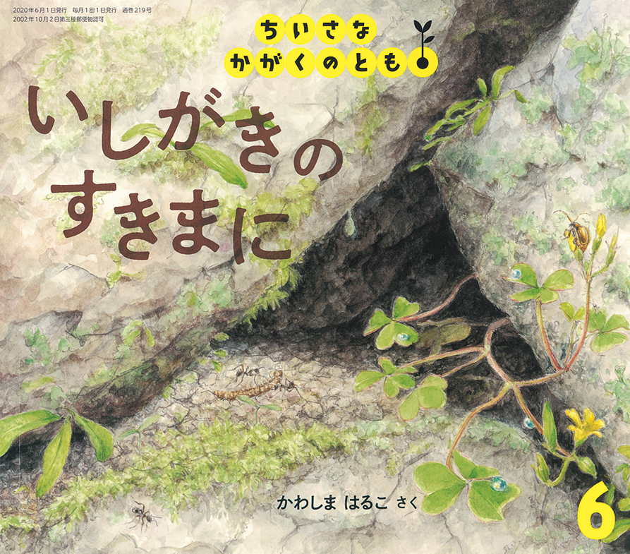 ちいさなかがくのとも 2020年6月号『いしがきの　すきまに』