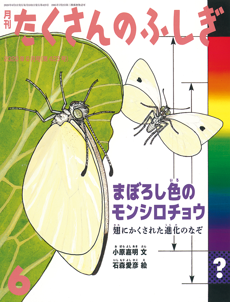 たくさんのふしぎ 2020年6月号『まぼろし色のモンシロチョウ』