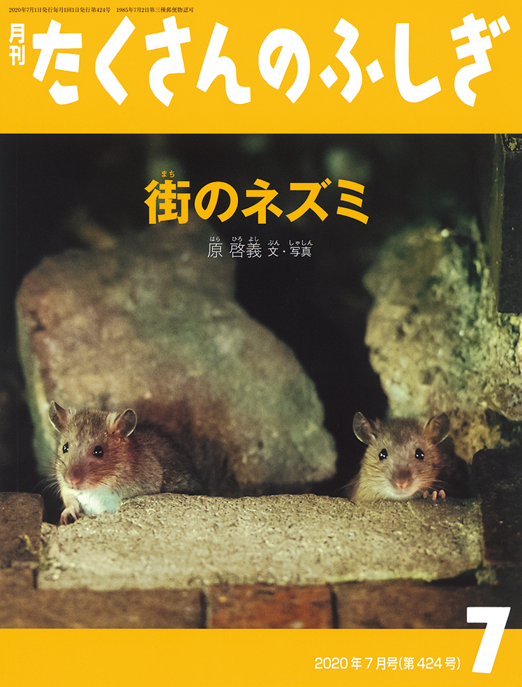 たくさんのふしぎ 2020年7月号『街のネズミ』