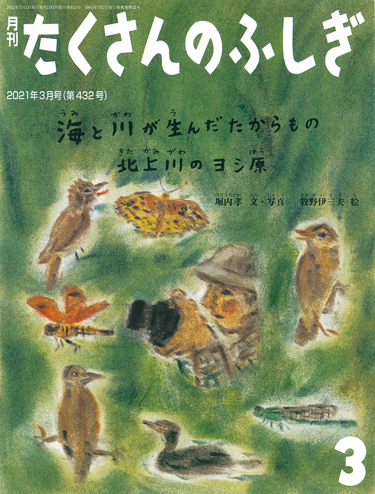 たくさんのふしぎ 2021年3月号『海と川が生んだたからもの 北上川のヨシ原』