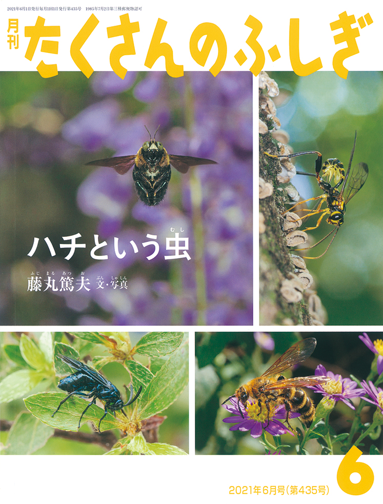 たくさんのふしぎ 2021年6月号『ハチという虫』