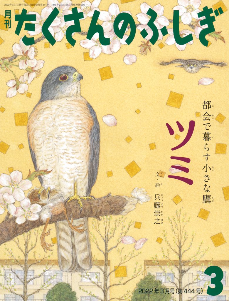 たくさんのふしぎ2022年3月号『都会で暮らす小さな鷹 ツミ』