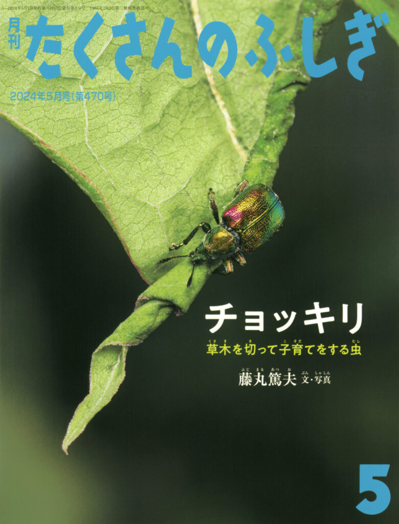 たくさんのふしぎ2024年5月号『チョッキリ 草木を切って子育てをする虫』