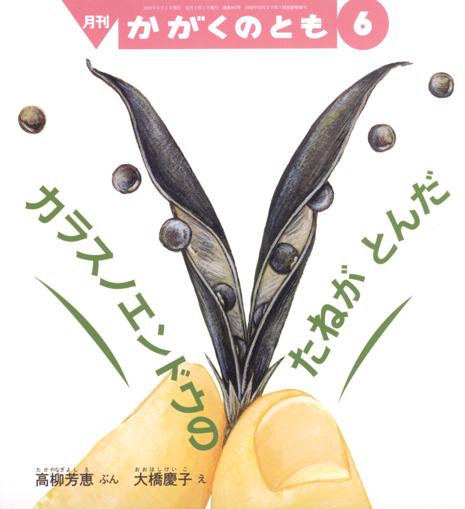 かがくのとも 2024年6月号『カラスノエンドウの たねが とんだ』