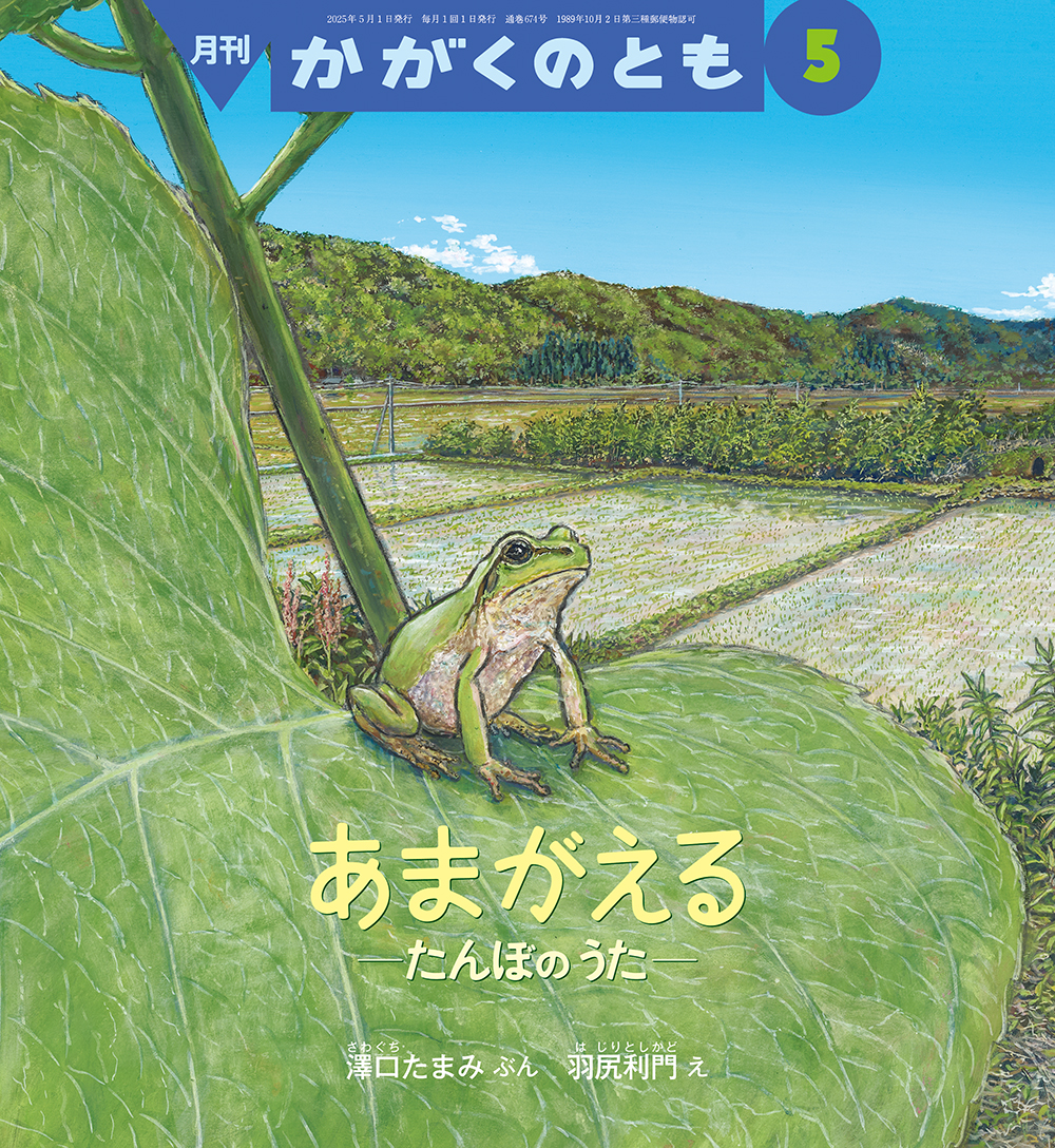 かがくのとも2025年5月号『あまがえる -たんぼのうた-』 | こどもの