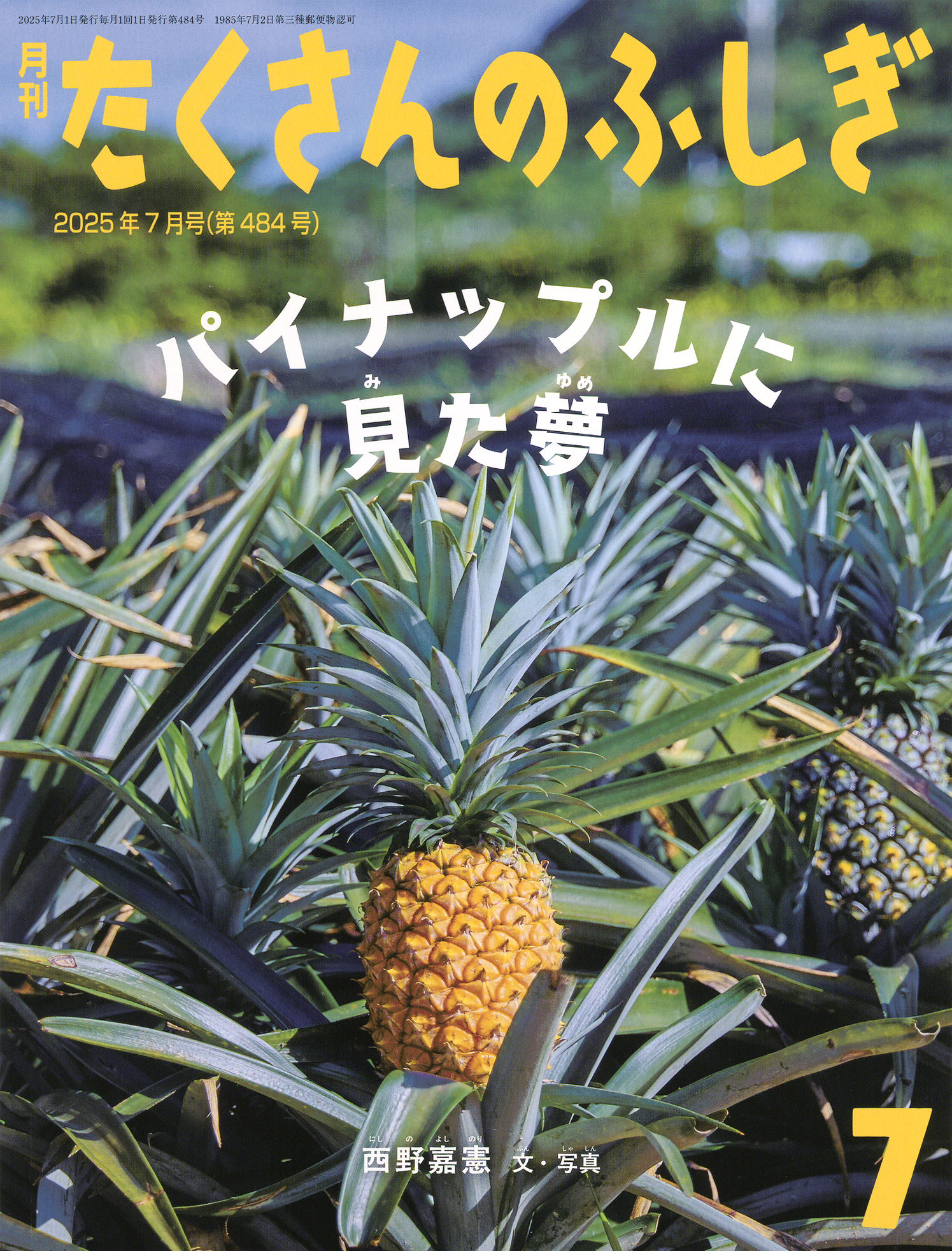 たくさんのふしぎ2025年7月号『パイナップルに見た夢』 | こどものとも