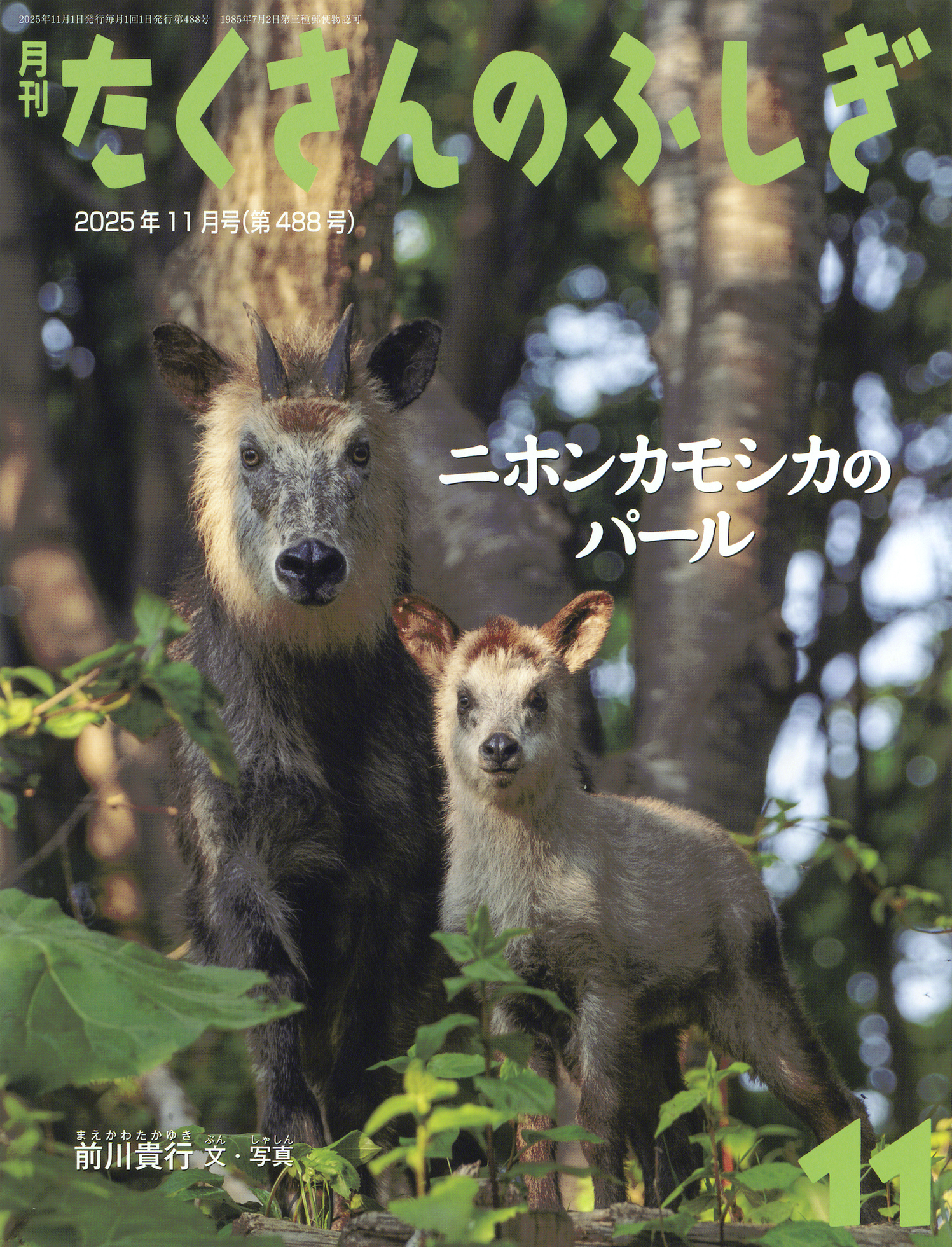 たくさんのふしぎ 2025年11月号『ニホンカモシカのパール』 | こどもの